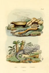 Lézard ver